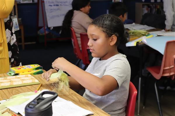 An SPS student shucks off the husk of an ear of corn