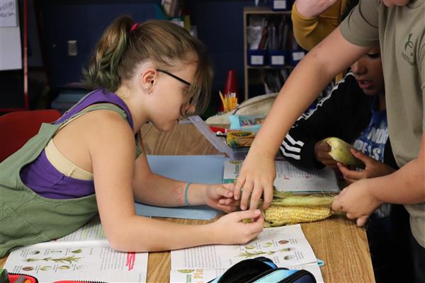 Twain Elementary students dissect an ear of corn