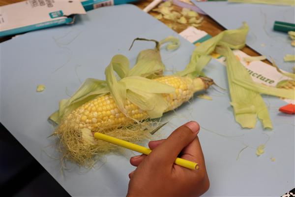An ear of corn
